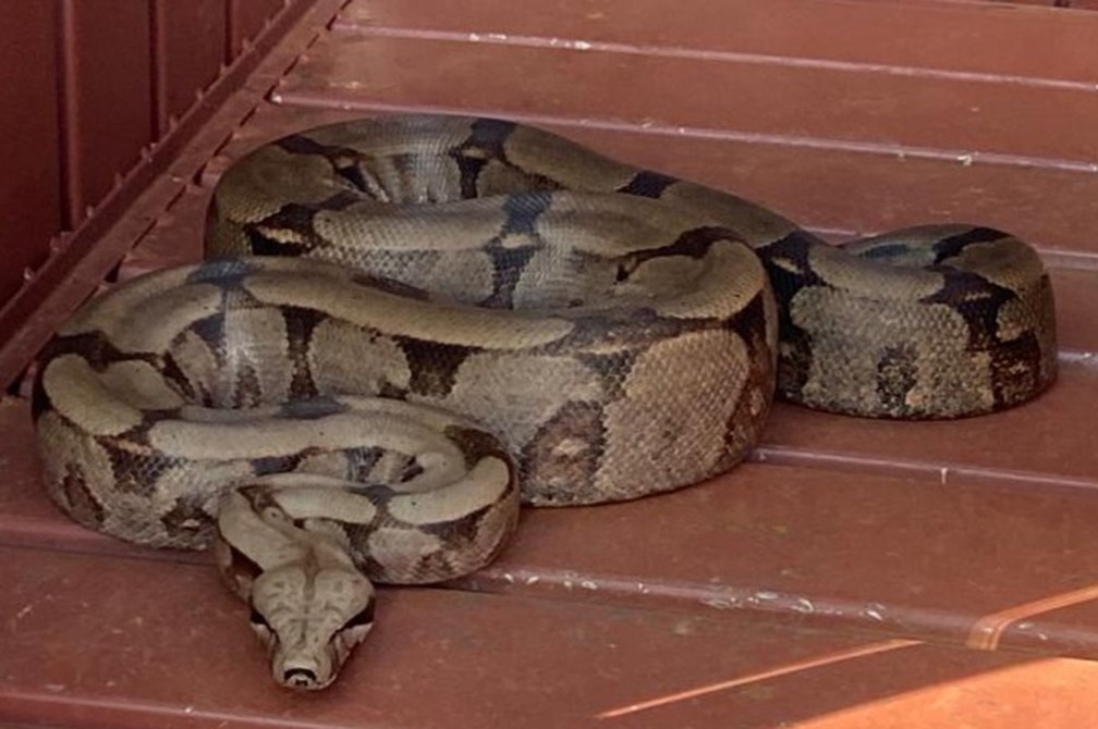 Jiboia encontrada em quintal de residência em Campo Grande (MS)  — Foto: Reprodução/ PMA