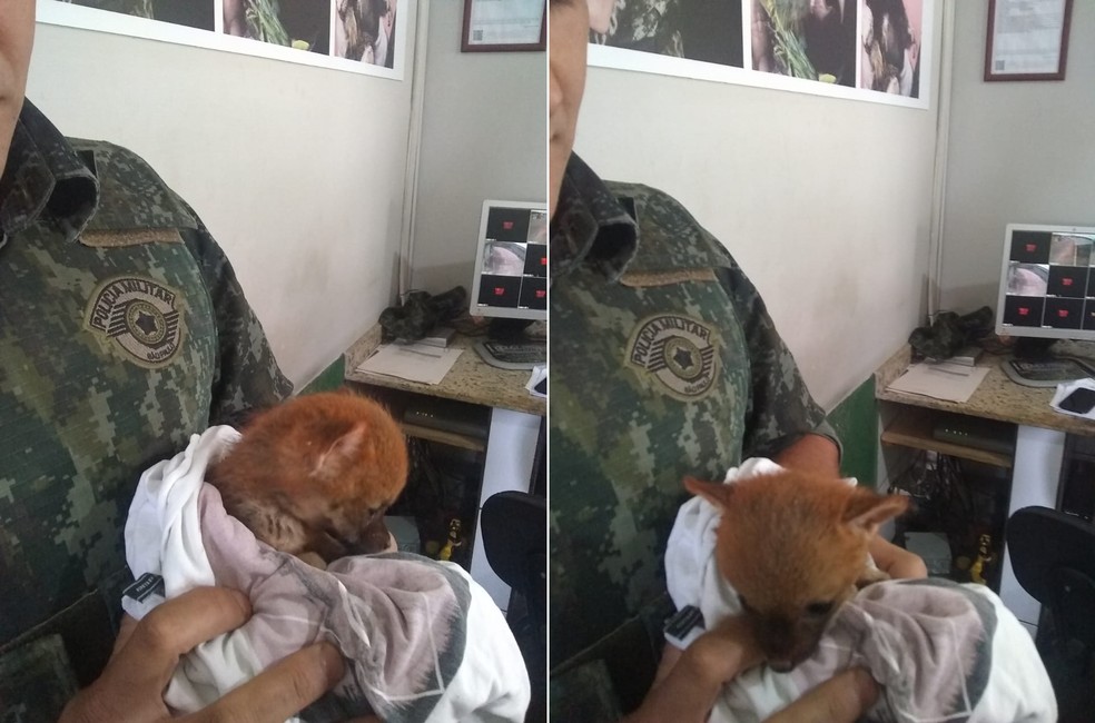 Animal foi levado para uma clínica veterinária de Itapeva (SP) — Foto: Polícia Ambiental/Divulgação