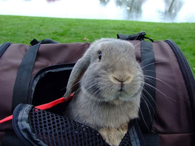 O coelho Jared dentro de uma bolsa de viagem (Foto: Korrasut Khopuangklang/Arquivo pessoal)