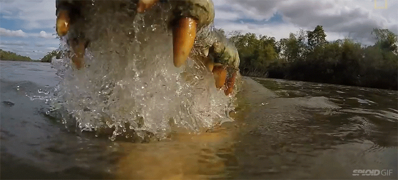 Vídeo mostra como é ser atacado por um crocodilo de água salgada (Foto: reprodução)