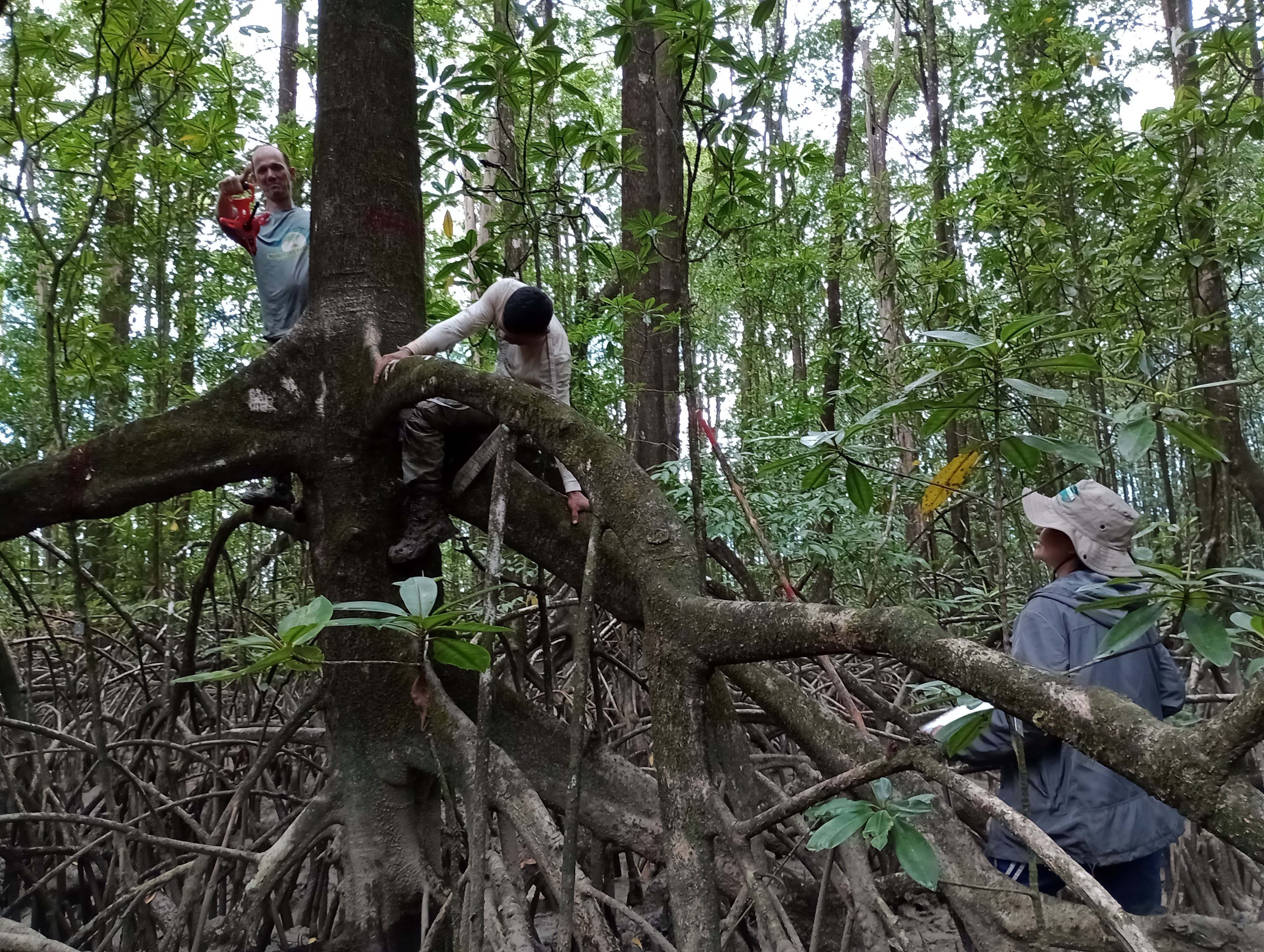 Expedição monitora caranguejos-uçá e árvores em 400 hectares do mangue mais ao Norte do Brasil