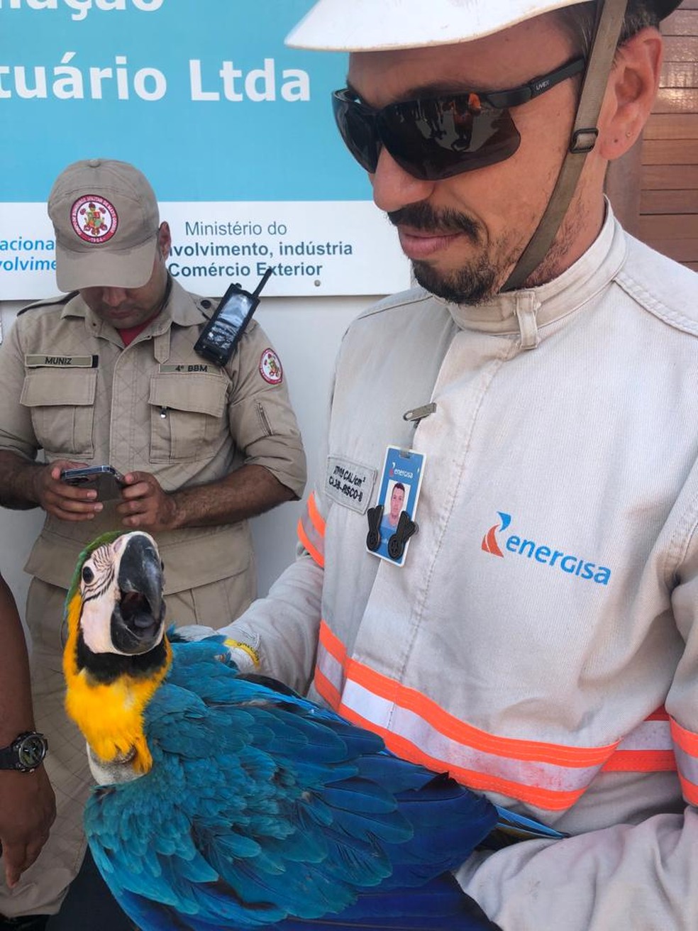 Ave foi entregue ao Corpo de Bombeiros e levada ao hospital veterinário da UFMT.  — Foto: Energisa/Cedida