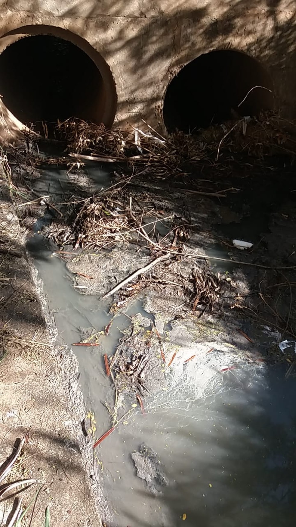 Moradores reclamam de esgoto a céu aberto em parque ecológico de Presidente Prudente (SP) — Foto: Cedida