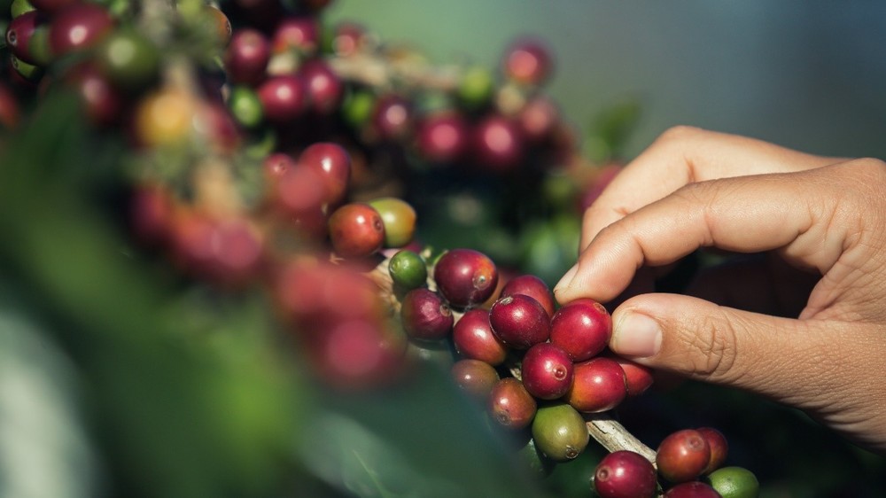 O tempo de maturação do fruto café gira em torno de 30 a 35 anos 