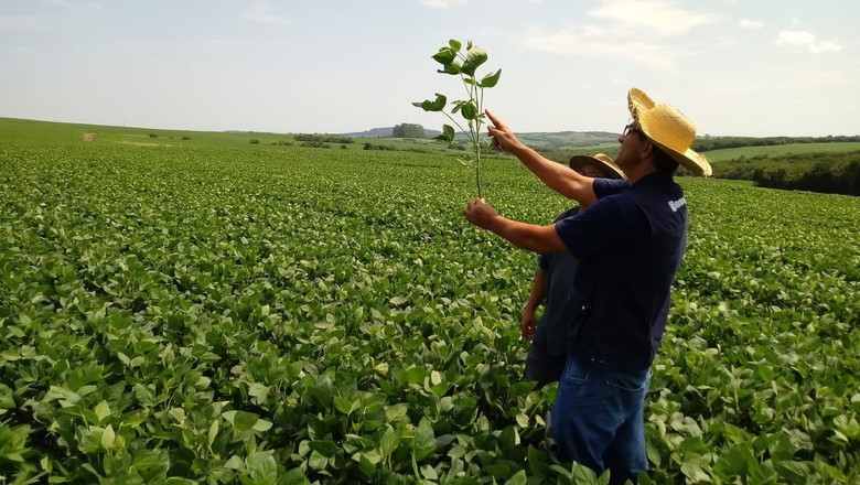 Estiagem nas lavouras de soja de Encruzilhada do Sul, no RS (Foto: Carlos Corrêa da Rosa/Divulgação)