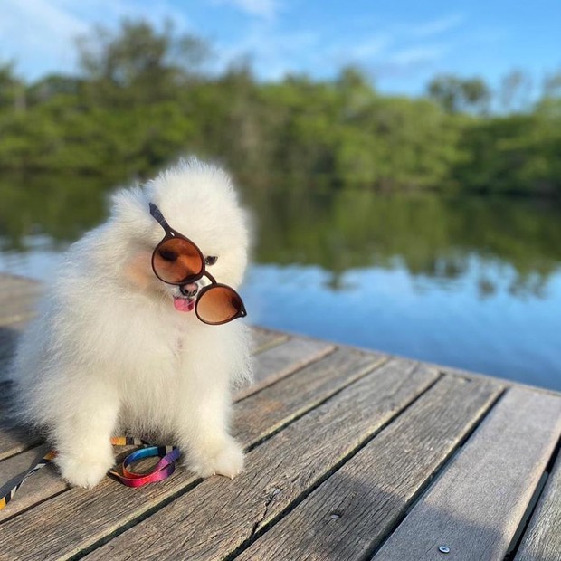 Pupu, cachorro de Felipe Neto (Foto: reprodução/Instagram)
