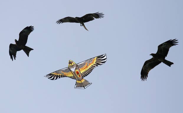 Pássaros foram flagrados nesta terça-feira (10) voando ano lado de uma pipa em formato de ave. (Foto: Amit Dave/Reuters)