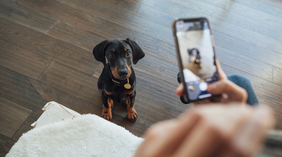 Cachorro; foto; celular; animais (Foto: SolStock/Getty Images)