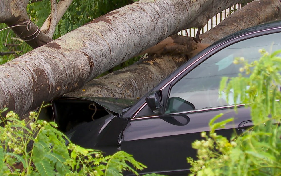Motorista e passageiro ficam feridos aps rvore cair em cima de carro em Ribeiro Preto, SP  Foto: Reproduo/EPTV