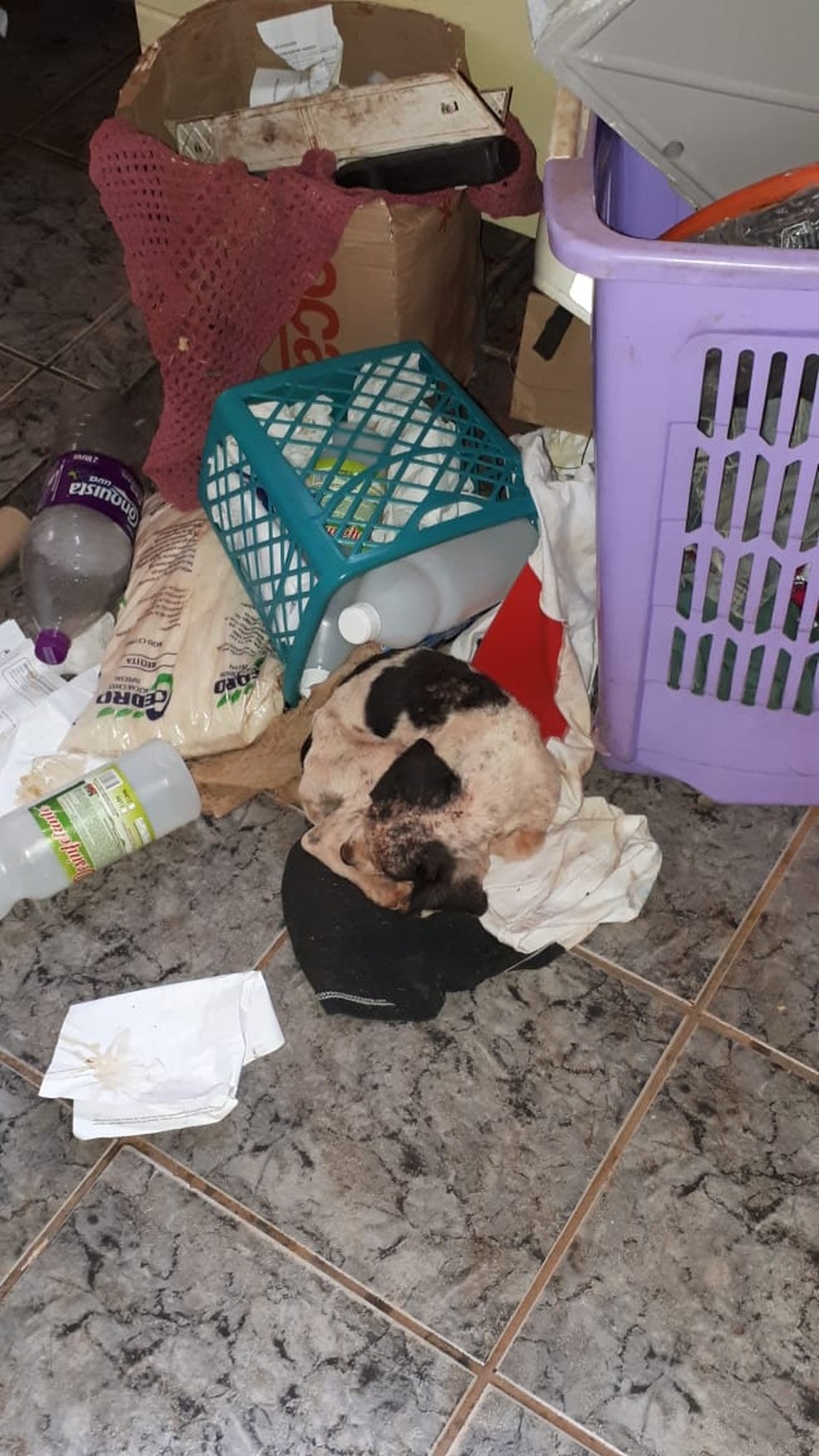 Cachorro foi encontrado em um local sujo, sem alimentação e água e com sarna — Foto: Polícia Ambiental