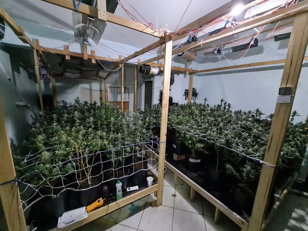 Plantação de maconha foi descoberta em quartos de casa em SC — Foto: PM/Divulgação