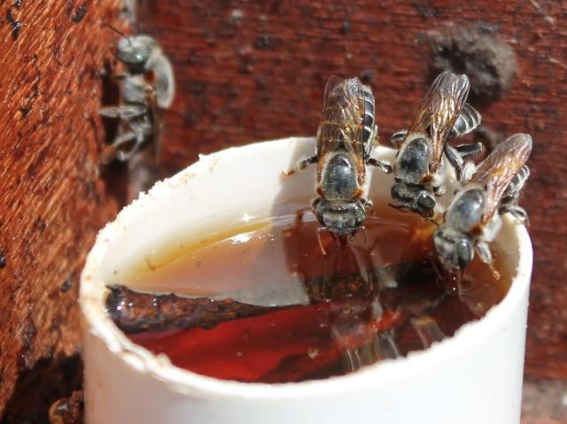 abelha-sem-ferrão (Foto: Divulgação/Embrapa)