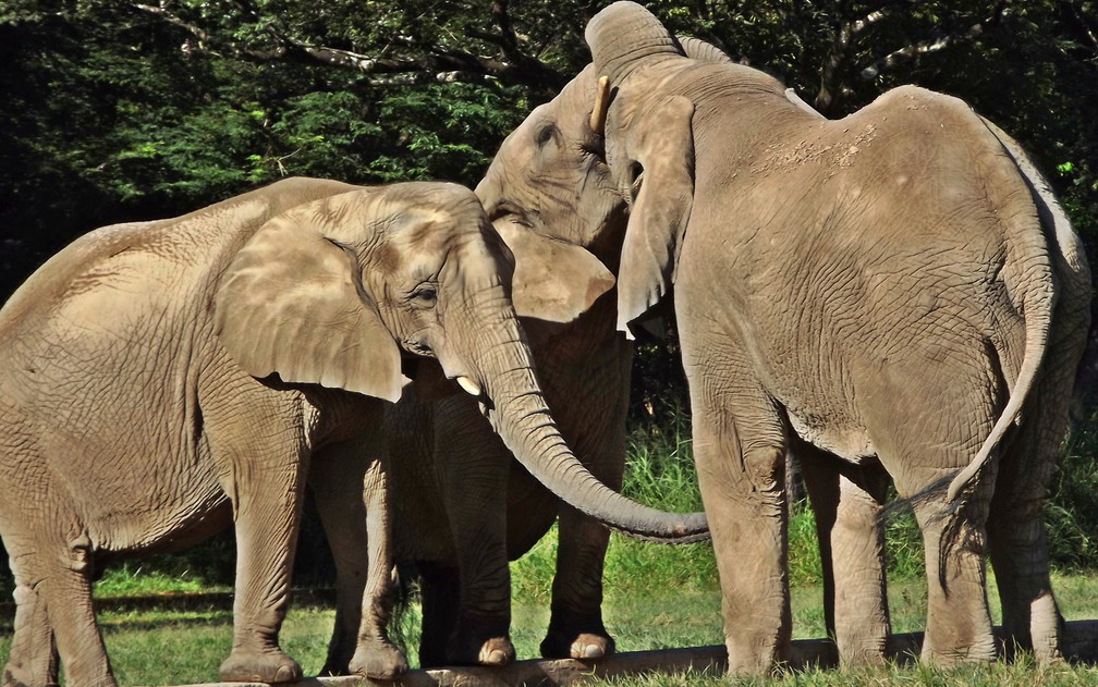Herbívoros grandes, como os elefantes, são uma das espécies ameaçadas   — Foto: Suziane Fonseca/Zoo BH