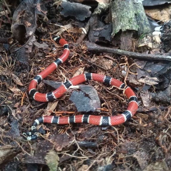 Duas cobras corais verdadeiras são flagradas em áreas urbanas no litoral de SP