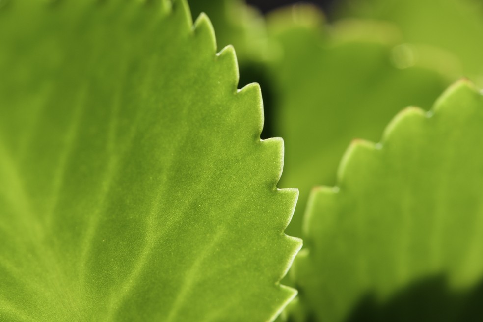 Pessoas com imunidade baixa, que usam rem&eacute;dios imunossupressores, e gr&aacute;vidas devem evitar a ingest&atilde;o da planta &mdash; Foto: GettyImages