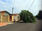 Temporal derruba 17 árvores em Araraquara, diz Corpo de Bombeiros