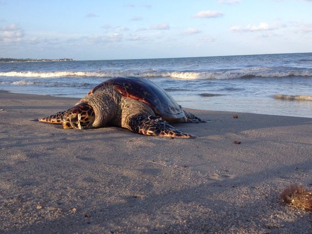 Uma tartaruga foi encontrada morta nas areias da praia de Pitimbu, litoral sul da Paraíba, no fim da tarde de quinta-feira (23). O animal estava sem os olhos e com as vísceras expostas, o que gerava muito mau cheiro no local. De acordo com banhistas que e (Foto: Renata Vasconcellos / G1)