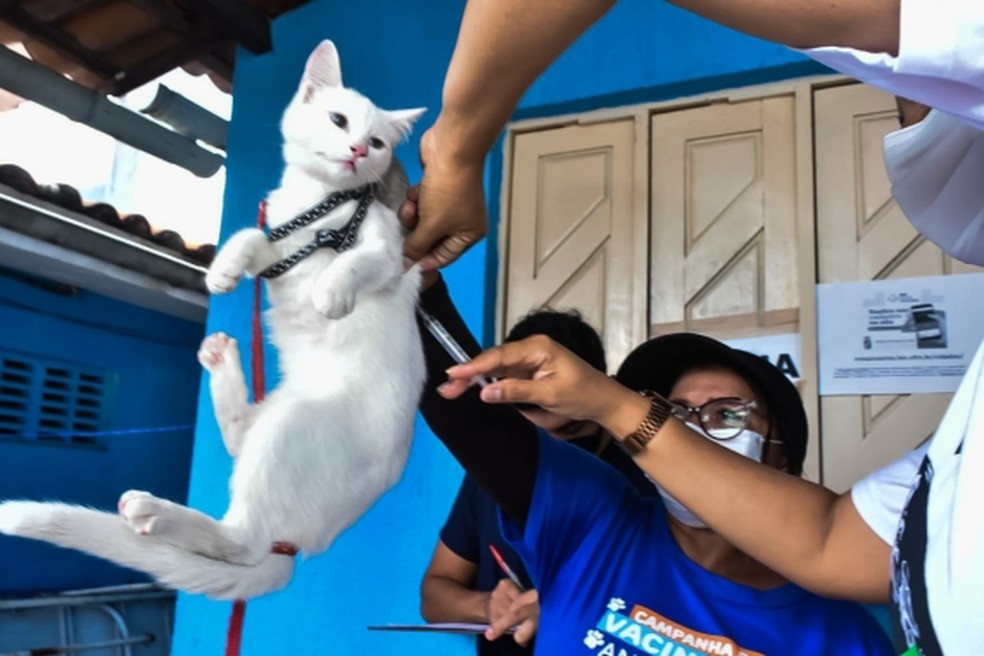 Natal realiza campanha de vacinação antirrábica até o fim de novembro — Foto: Joana Lima/Secom