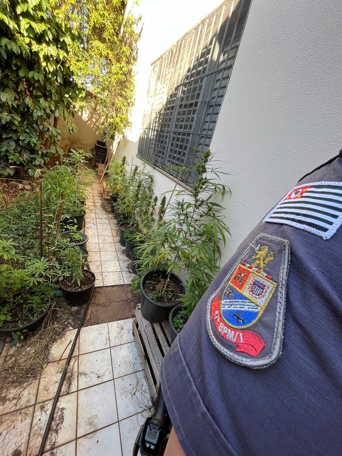 Policiais de folga visitam casa para alugar e encontram plantação de maconha em Campinas