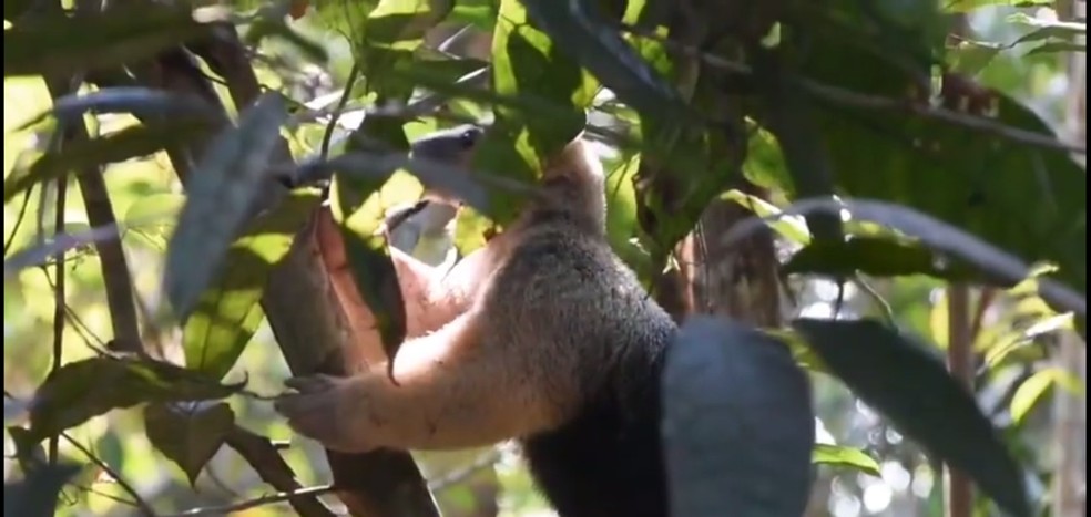 Tamanduá de volta à natureza em Rondônia — Foto: Reprodução