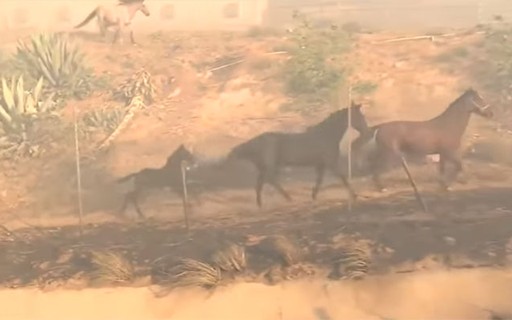 VEJA VÍDEO: Cavalo agonizando e todo queimado, após incêndio