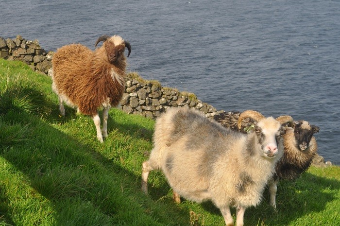 Ovelhas que vivem em todos os cantos das Ilhas Faroe no Atlântico Norte (Foto: William D’Andrea/Lamont-Doherty Earth Observatory)