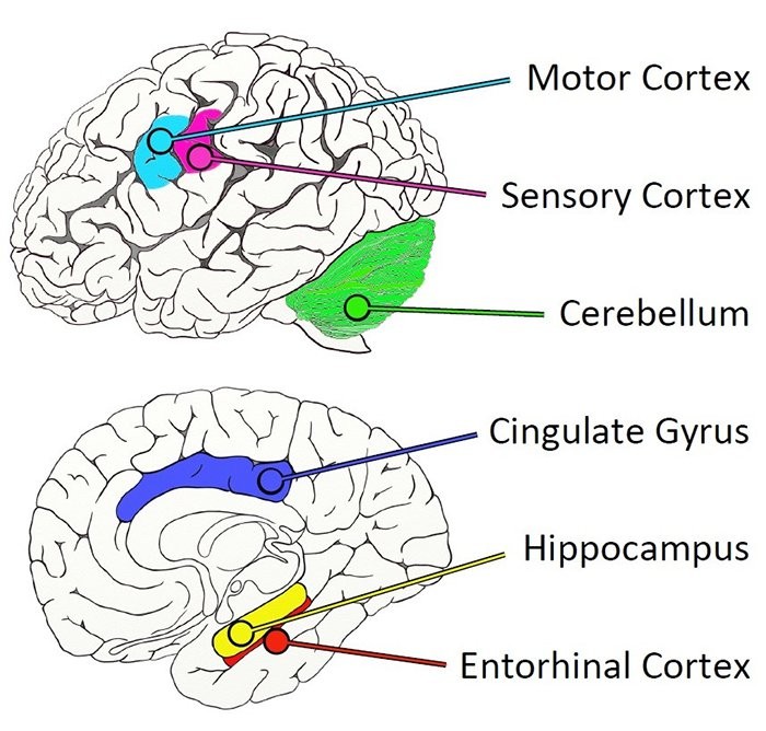 Na imagem, a área do cerebelo em destacada de verde (Foto: Universidade de Manchester)