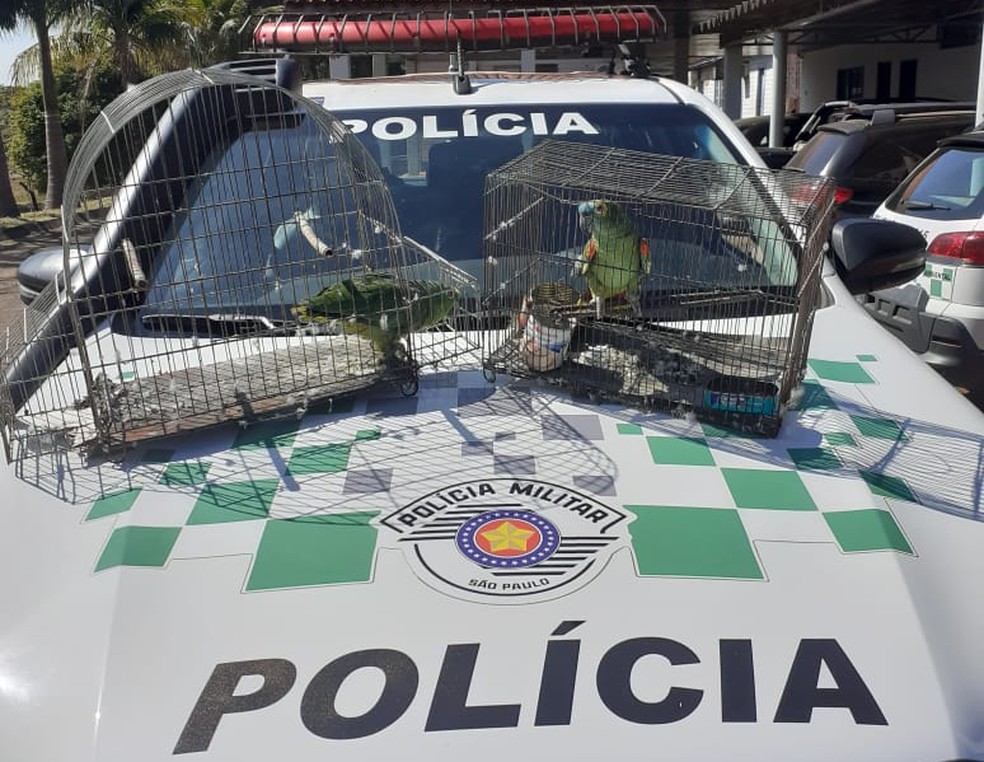 Aves silvestres eram mantidas irregularmente em cativeiro em Presidente Prudente — Foto: Polícia Militar Ambiental