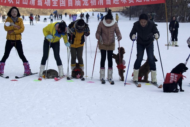 Tartaruga vence coelho em corrida de esqui na China