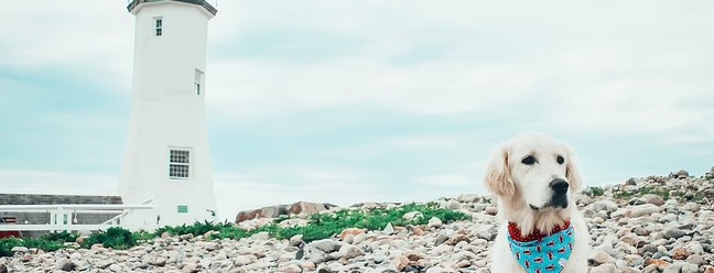 Finnian, o golden retrivier que atua como cão de serviço, faz um grande sucesso na internet com suas viagens — Foto: @finnianthegoldie/Instagram