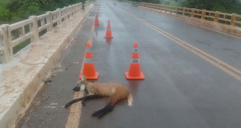 Fêmea de lobo-guará foi encontrada atropelada na manhã desta sexta-feira (15) na BR-251 (Foto: Polícia Militar Rodoviária/Divulgação)