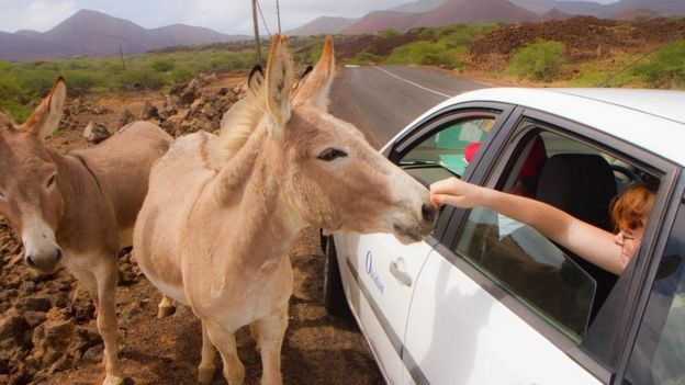 BBC - Os burros foram introduzidos na Ilha da Ascensão no início do século 19 e agora vagam pelas montanhas (Foto: DIANE SELKIRK/BBC)