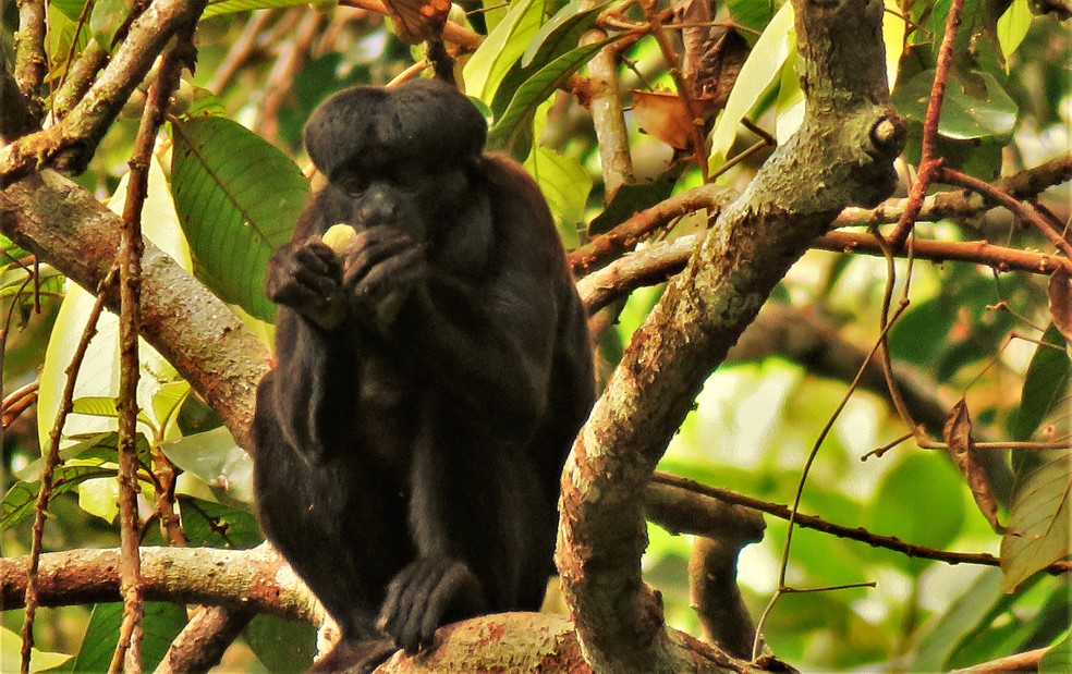 Monitoramento de primatas é realizado na floresta Saraca-Taquera, no oeste do Pará — Foto: Renan César