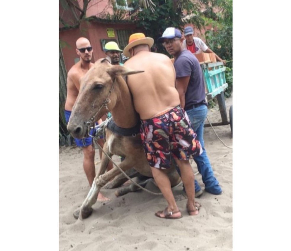 Cavalo cai por não conseguir puxar carroça com materiais de construção no sul da BA — Foto: Reprodução/Redes Sociais