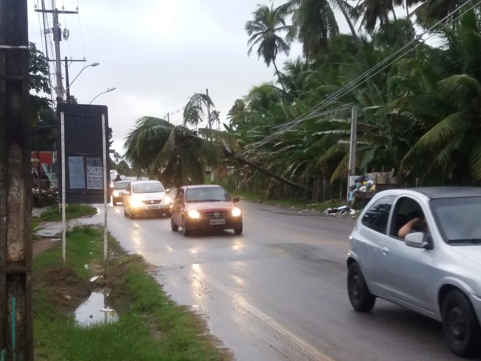 Coqueiro ficou na via bloqueando uma das vias — Foto: Heliana Gonçalves/TV Gazeta