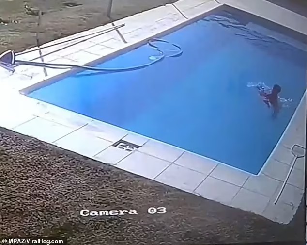 Menino salva cachorro que estava se afogando na piscina  (Foto: Reprodução Daily Mail )