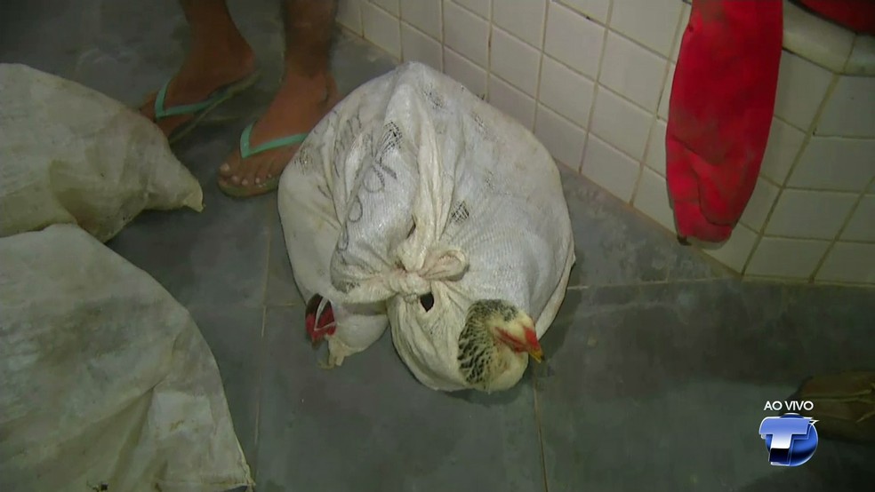 Galinhas estavam em sacos e seriam vendidas em mercados de SantarÃ©m a R$ 25 (Foto: ReproduÃ§Ã£o/TV TapajÃ³s)