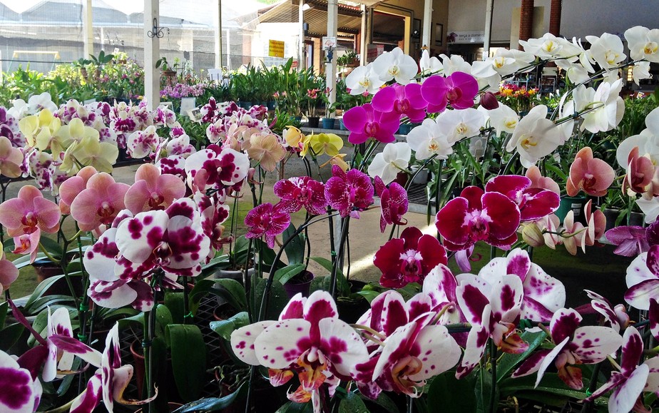 109ª Exposição de Orquídeas de Curitiba começa nesta sexta ...