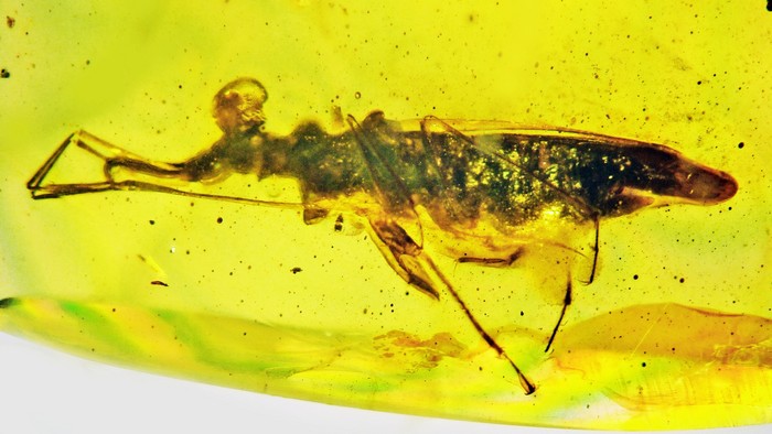 Inseto fóssil da espécie Palaeotanyrhina exophthalma (Foto: George Poinar Jr., Oregon State)