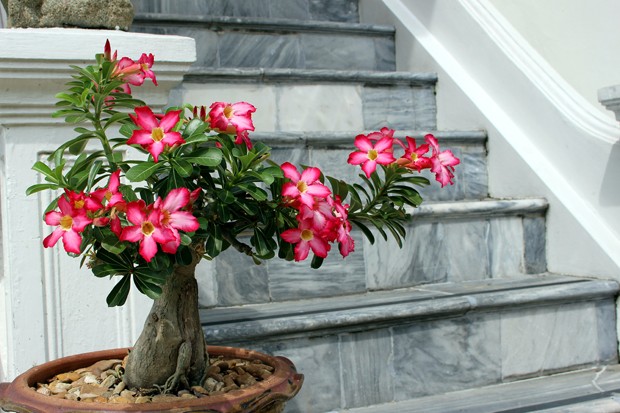 Adenium obesum bulk desert rose bonsai tree in front of a marble staircase at Wat Benchamabophit temple at Bangkok, Thailand, Asia. (Foto: Getty Images)