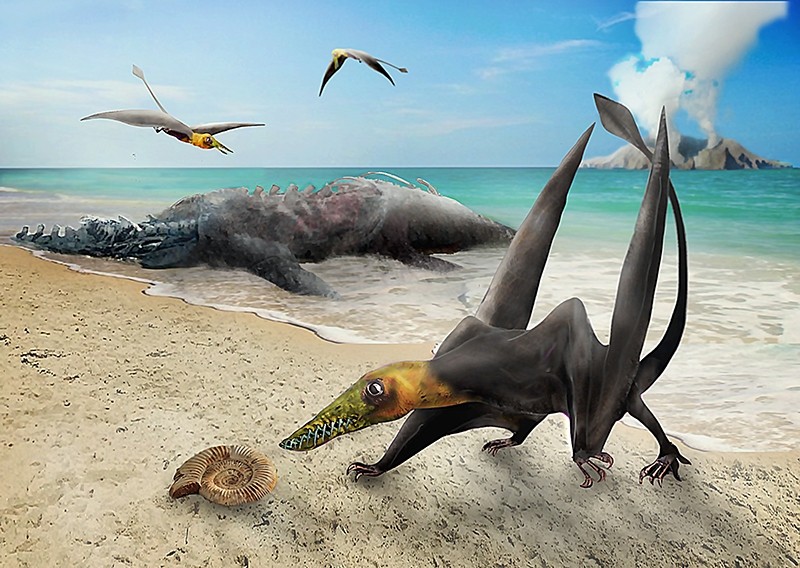 Mais antigo pterossauro encontrado no Chile pertence à subfamília Ramphorhynchinae (Foto: Universidade do Chile )