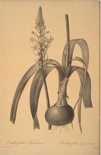 Representação artística da planta-cebola grávida (Ornithogalum longebracteatum) (Foto: Redouté, Pierre Joseph (1759-1840), Artist/New York Public Library/Reprodução)
