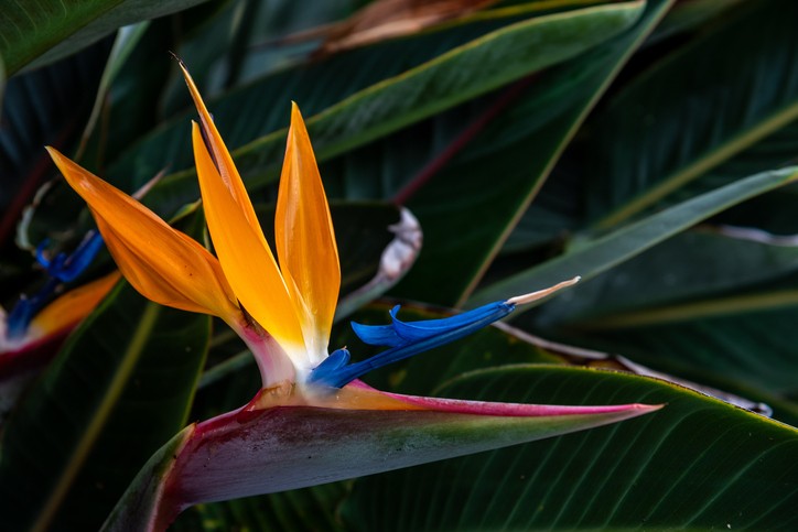 Tudo sobre a estrelícia, planta colorida que atrai boas energias para o lar (Foto: Getty Images)