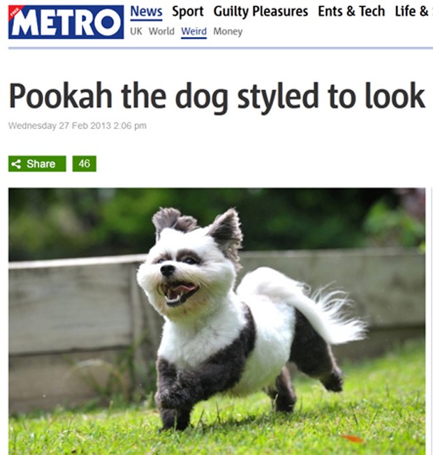 Pookah ganhou visual de panda feito pelos donos na Austrália (Foto: Reprodução)