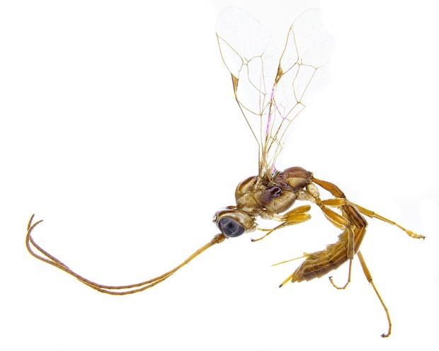 Assim como Alastor, o gênero Lusius já era conhecido entre as vespas e não foi originalmente criado por conta da franquia. (Foto: Tom Saunders e Darren Ward / Wikimedia Commons / CreativeCommons)