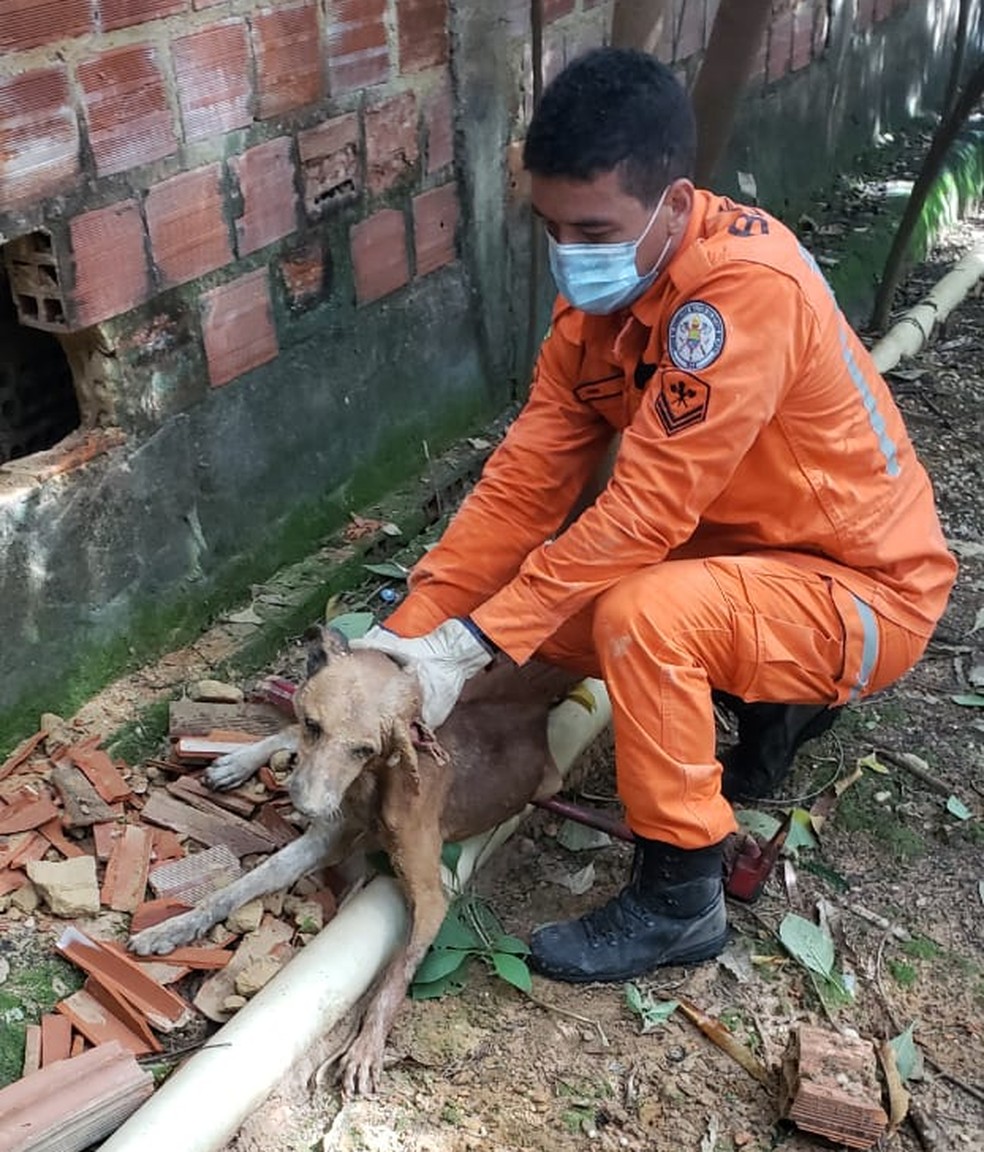 Cão foi achado preso entre dois muros, em Teresina, e está bastante debilitado.  — Foto: Divulgação/Corpo de Bombeiros