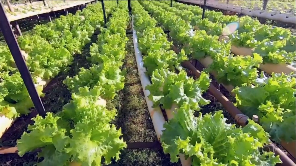 Agricultor usa energia solar para irrigar hortaliças no noroeste paulista  — Foto: Reprodução/Jornal Nacional 