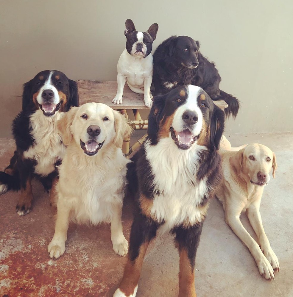 Cães receberam petiscos para posarem em foto  — Foto: Arquivo pessoal/Alex Rosa