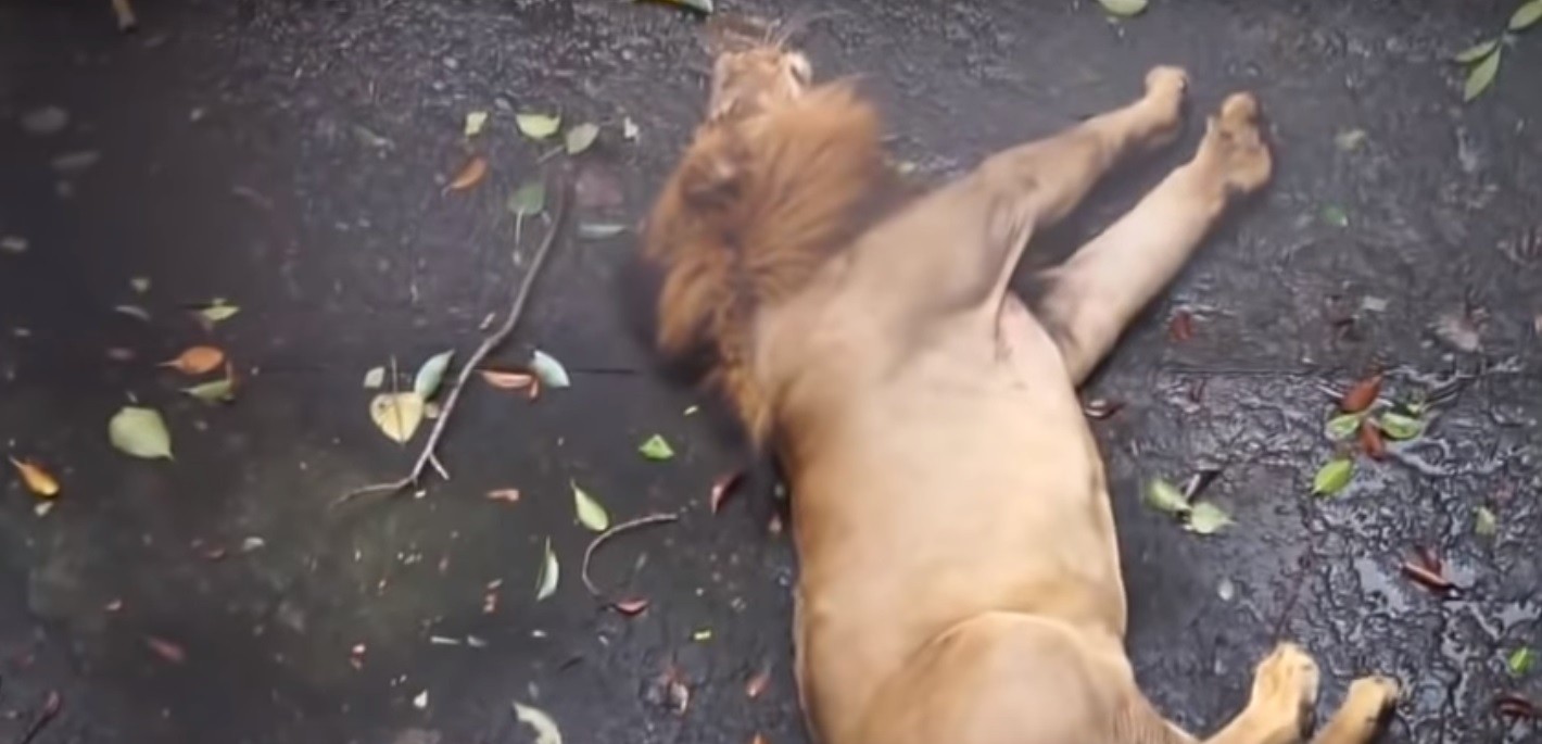 Vídeo feito em zoológico mostra leão sofrendo convulsões (Foto: Reprodução/ YouTube)