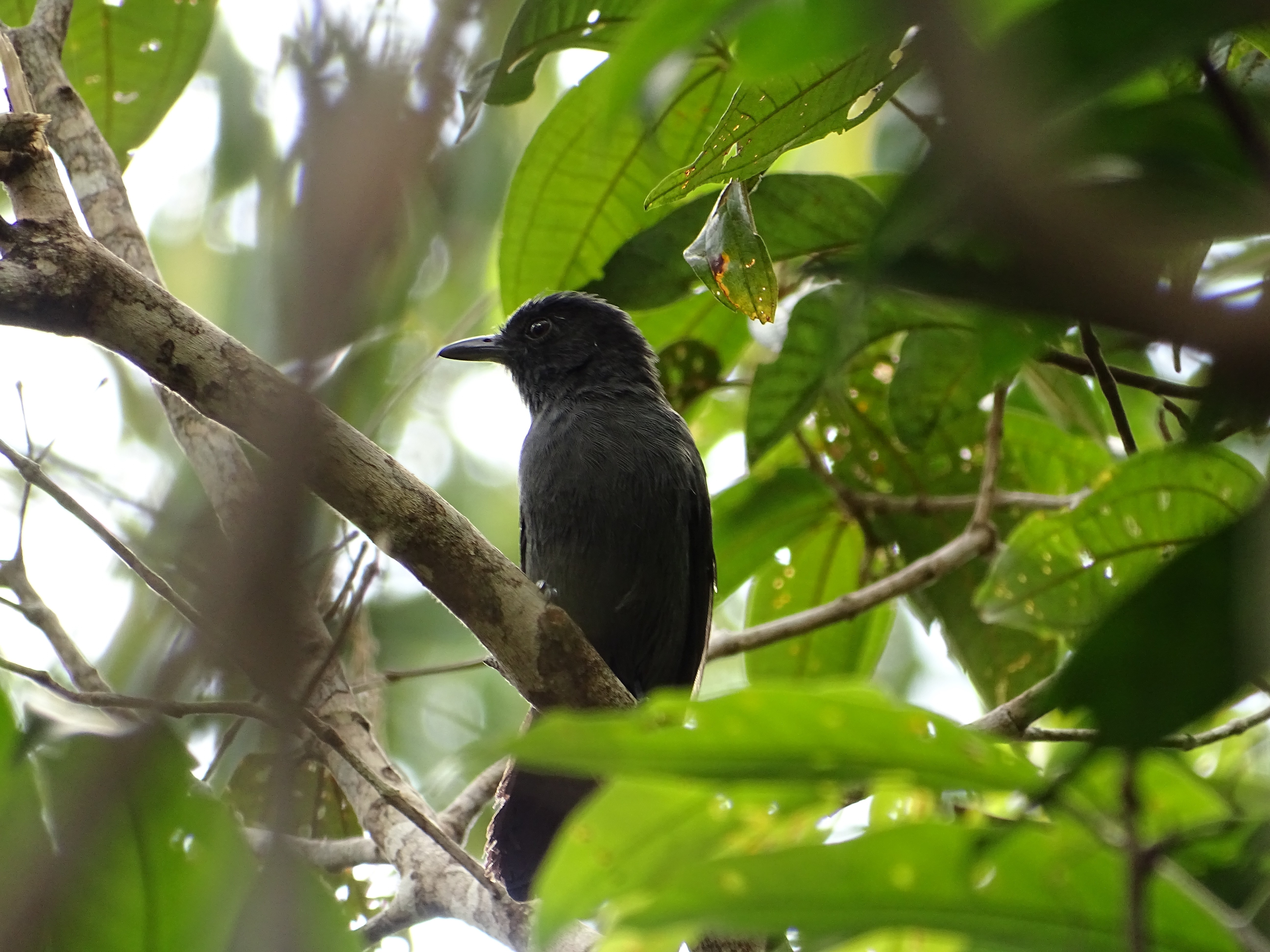 Considerada ave rara, choca-do-acre só pode ser vista no Parque da Serra do Divisor thumbnail